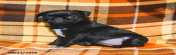 Pug dogs for sale: Betty    - Ad 1