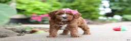 Cavapoo dogs for sale: Autumn - Ad 9