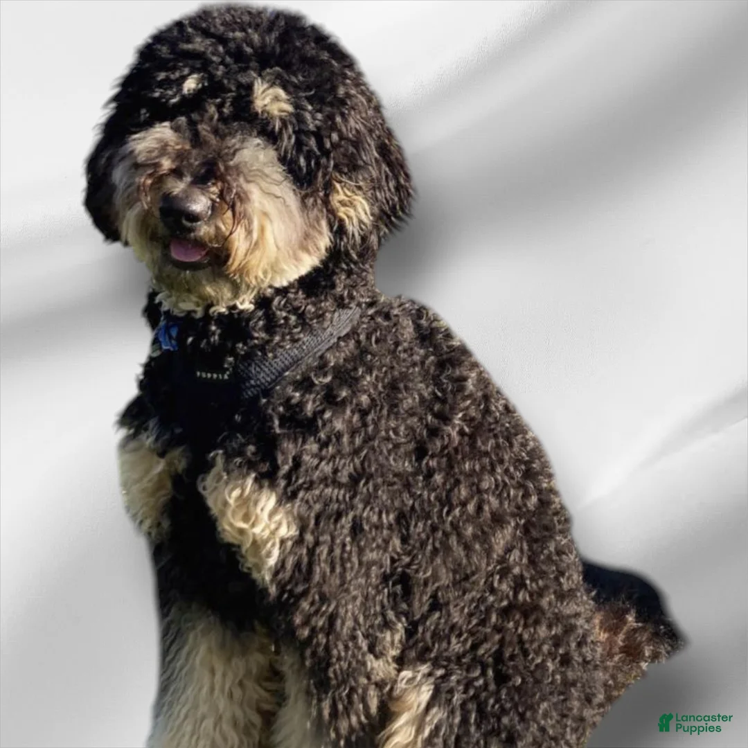 Mixed Breed dogs for sale: ROCKY - Ad 6