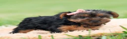 Yorkshire Terrier dogs for sale: Miki - Ad 8