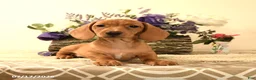 Miniature Dachshund dogs for sale: Casey - Ad 9