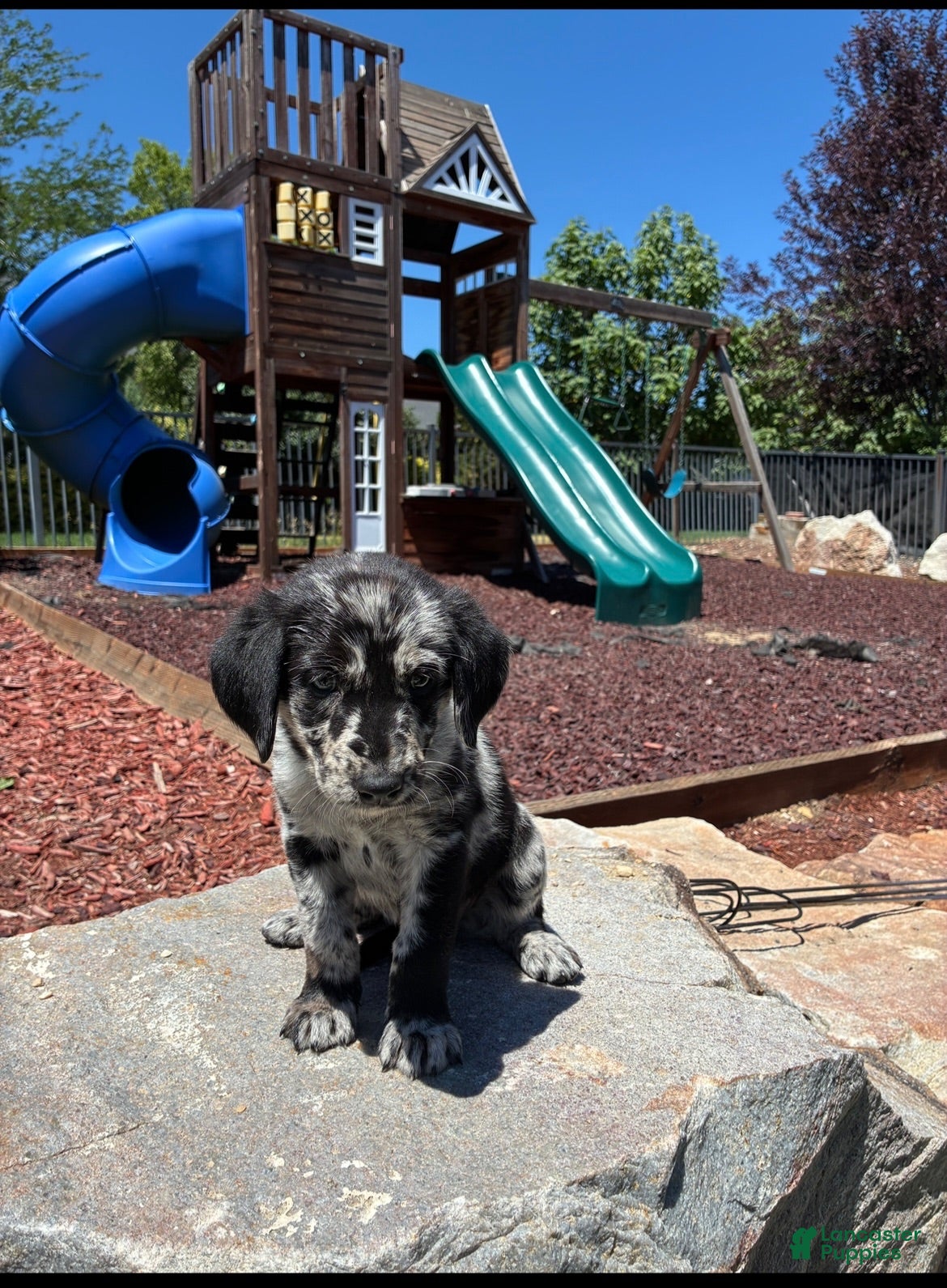 Mixed Breed dogs Teal - Ad 40