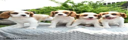 Cavalier King Charles Spaniel dogs for sale: Jewel - Ad 5