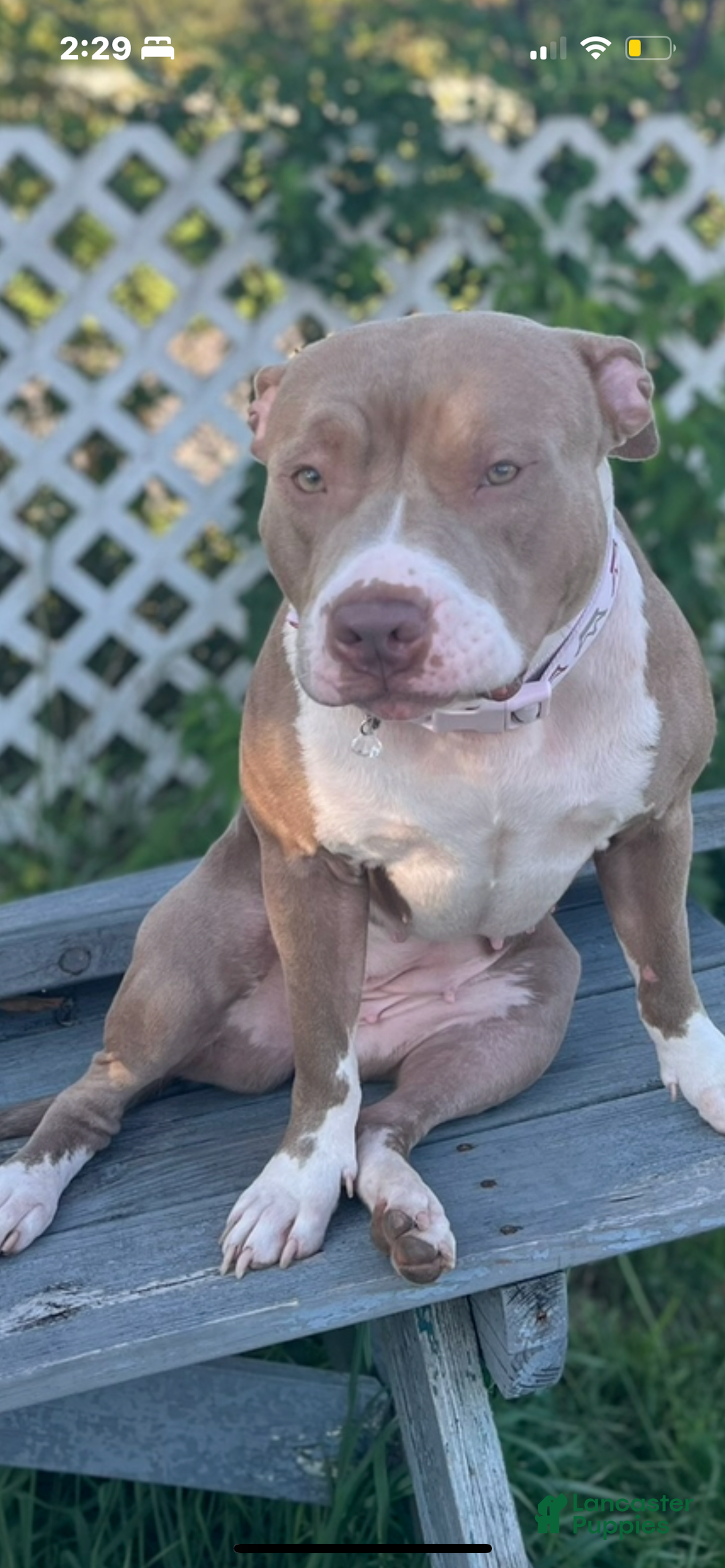 American Bully dogs for sale:  Puppy 1 - Ad 15