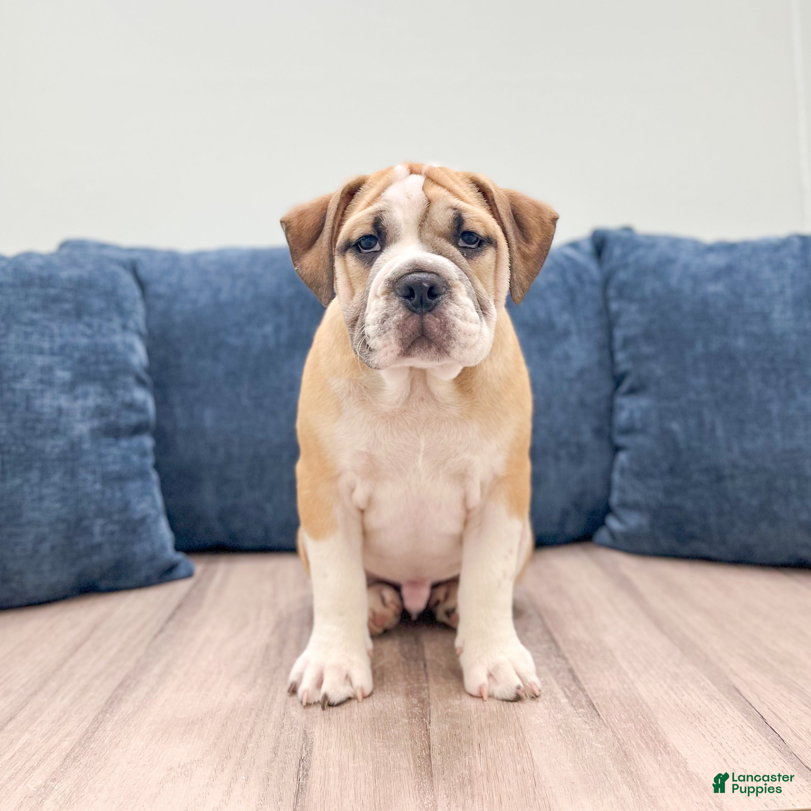 Beabull dogs Duke - Ad 1