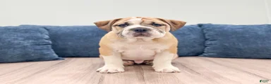 Duke