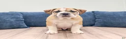 Beabull dogs for sale: Duke - Ad 1