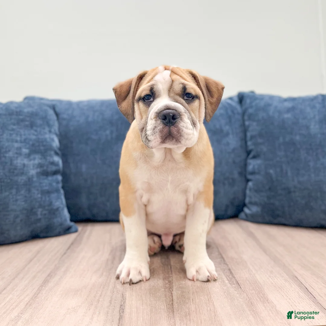 Beabull dogs for sale: Duke - Ad 1