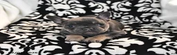 French Bulldog dogs for sale: Freckles - Ad 3