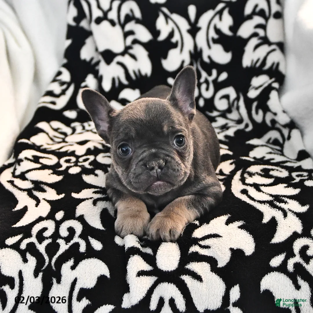 French Bulldog dogs for sale: Freckles - Ad 3