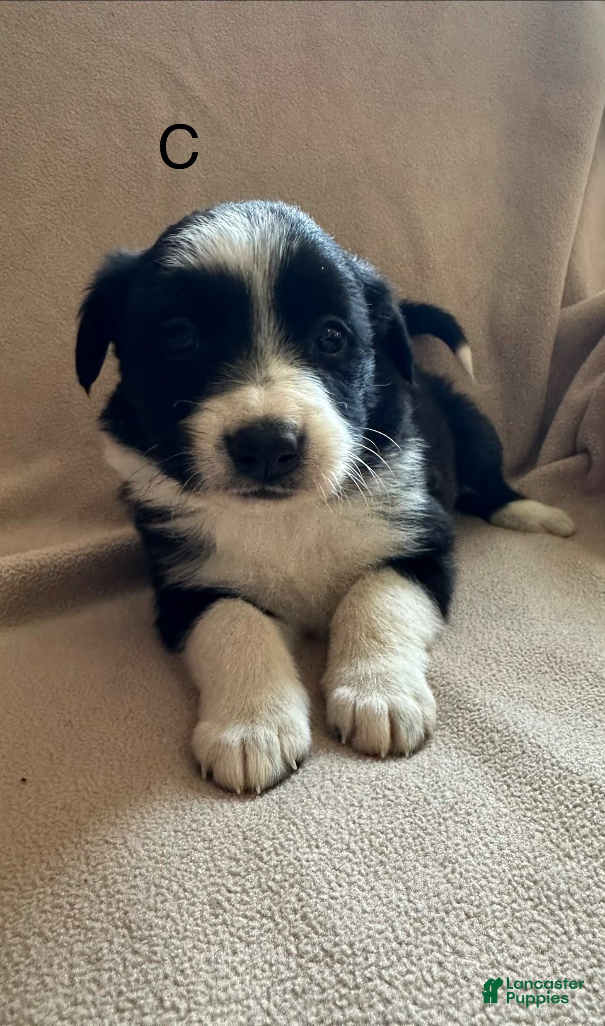 Border Collie dogs Border Collie Puppy 1 - Ad 24