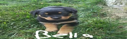 Rottweiler dogs for sale: Bella - Ad 1