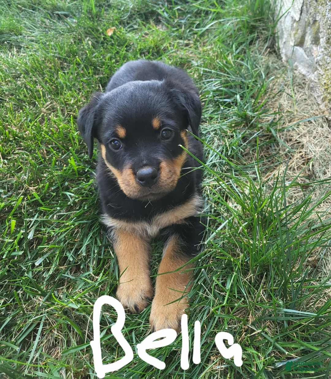 Rottweiler dogs for sale: Bella - Ad 1