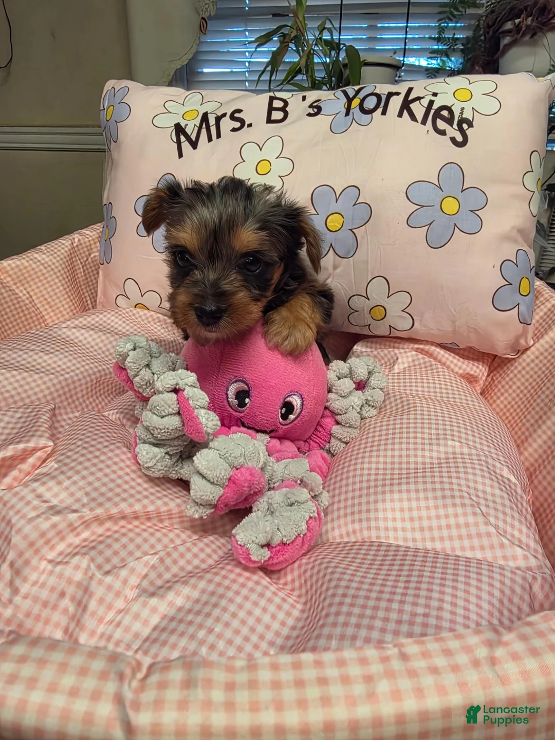 Yorkshire Terrier dogs for sale: Yorkshire Terrier Merle girl #1 - Ad 8