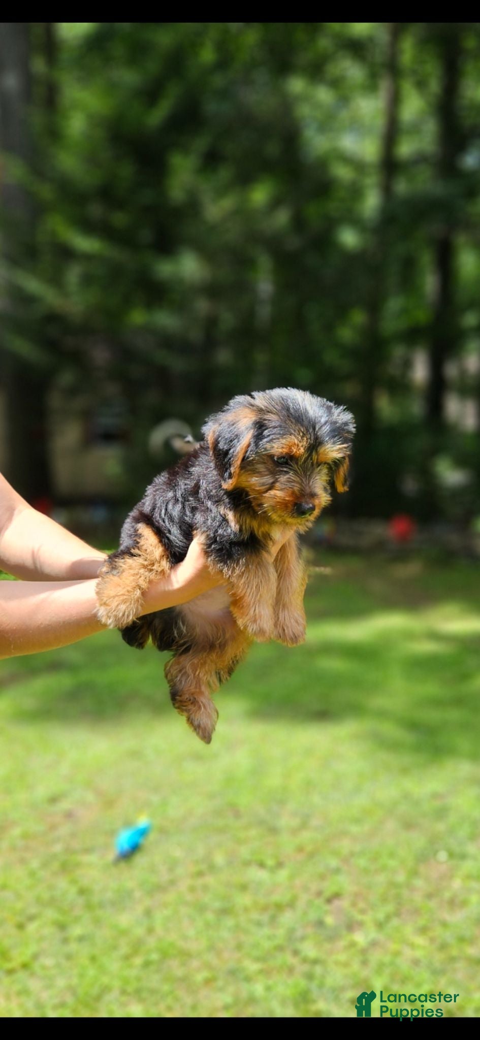 Yorkshire Terrier dogs Yorkshire Terrier 1 - Ad 2