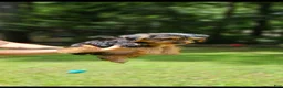 Yorkshire Terrier dogs for sale: Yorkshire Terrier 1 - Ad 2