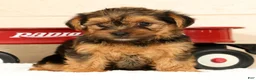 Yorkshire Terrier dogs for sale: Pumpkin - Ad 5