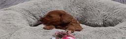 Mini Goldendoodle dogs for sale: Melody 🌷GenClearParents - Ad 2
