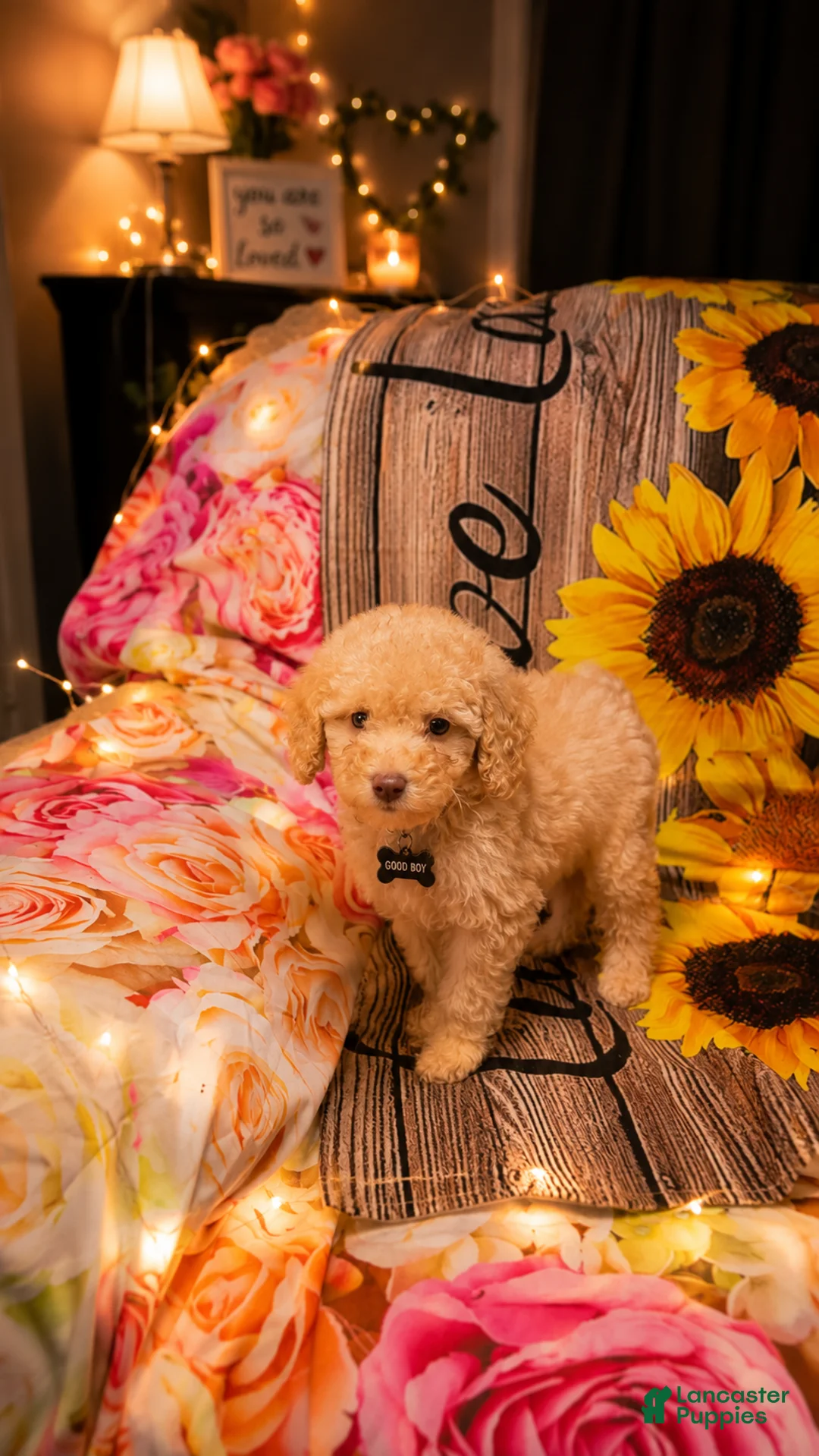 Miniature Poodle dogs for sale: Miniature Poodle Puppy 1 - Ad 1