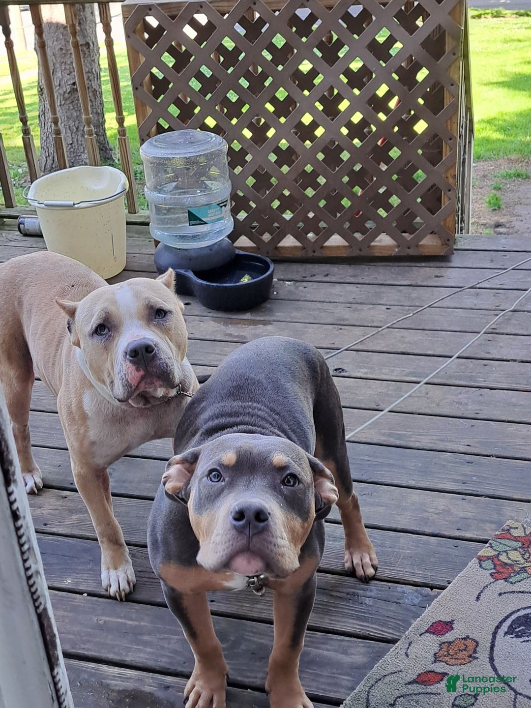American Bully dogs for sale: American Bully Puppy 1 - Ad 4