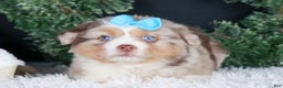 Miniature Australian Shepherd dogs for sale: SCOOTER - Ad 28