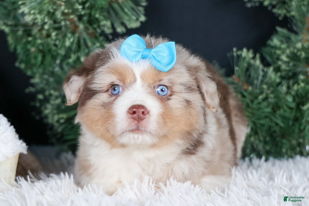 Miniature Australian Shepherd dogs for sale: SCOOTER - Ad 28