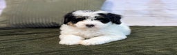 Bernedoodle dogs for sale: Kobe - Ad 6