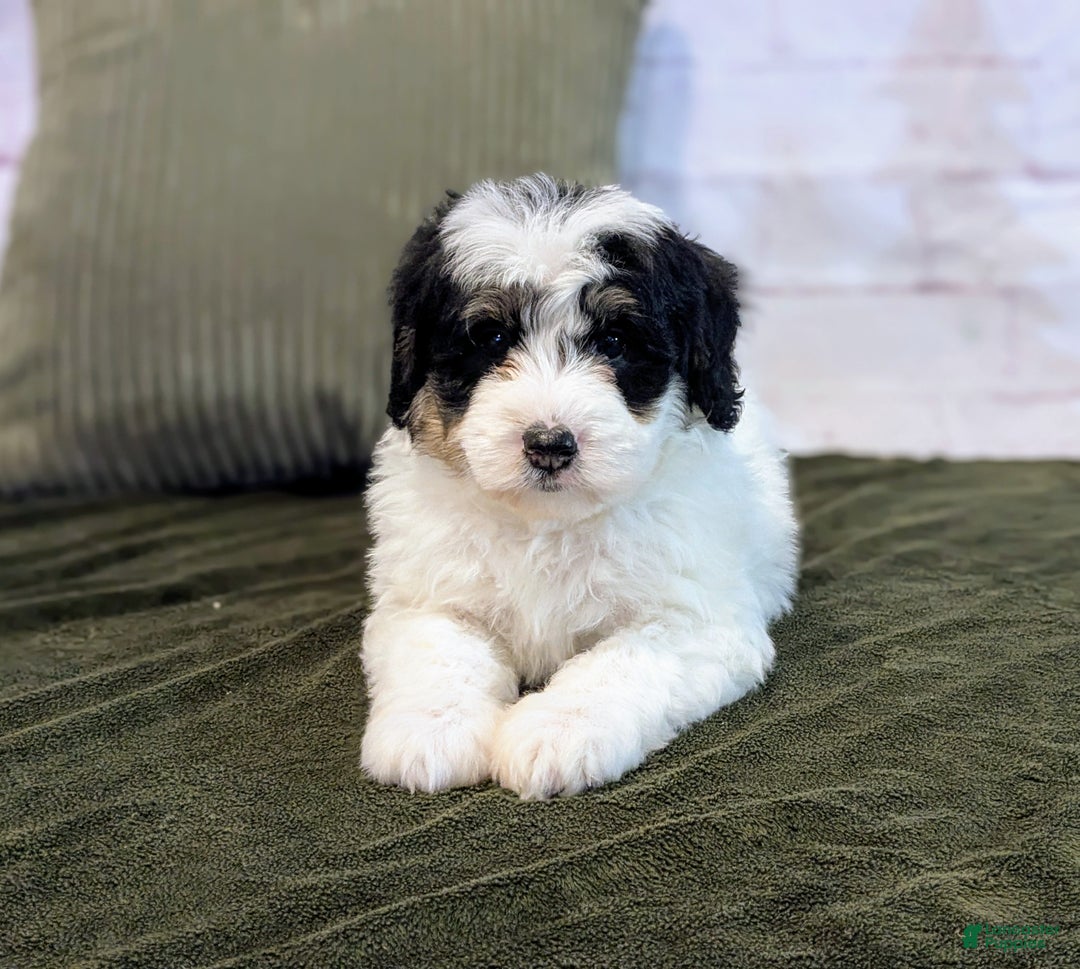 Bernedoodle dogs for sale: Kobe - Ad 6