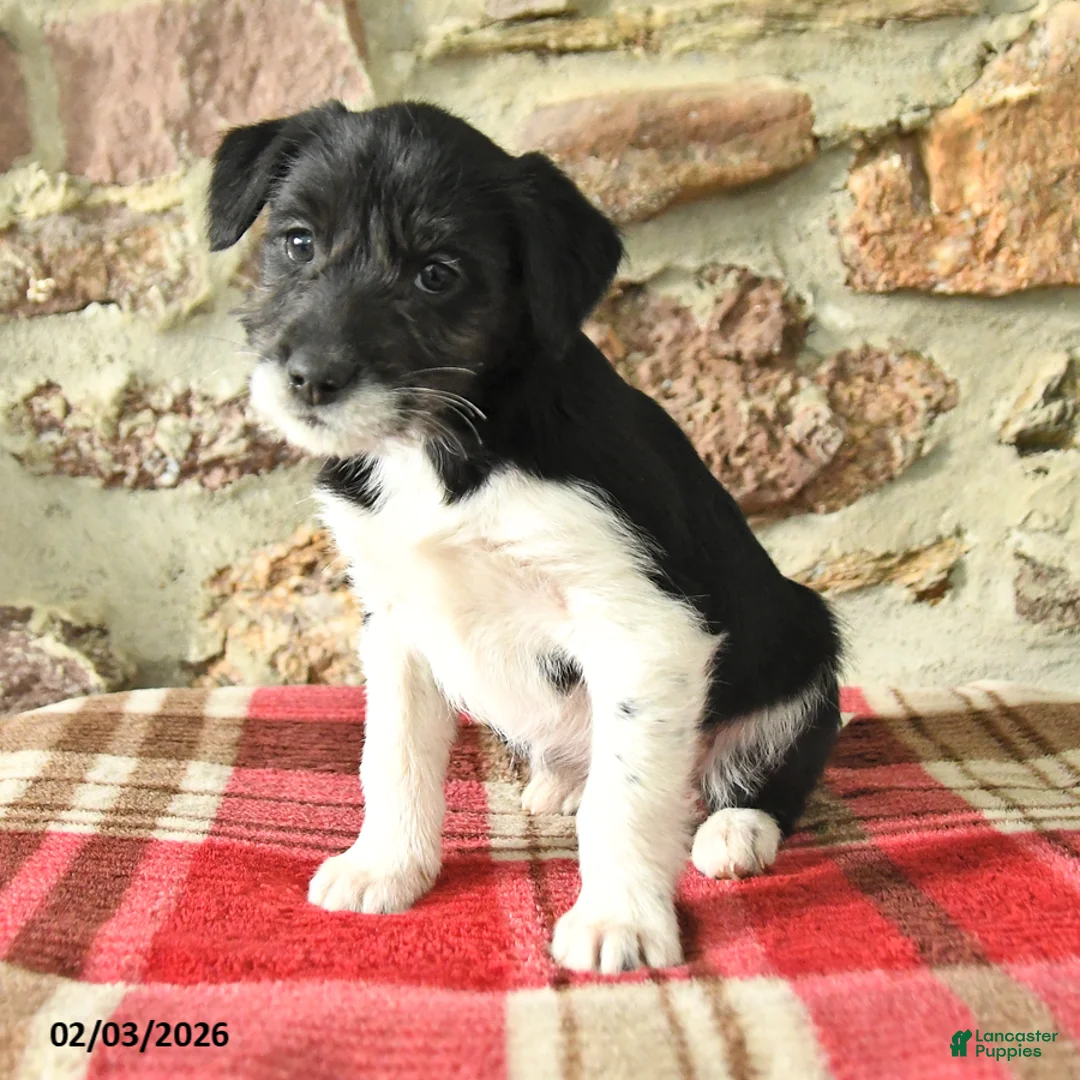 Mixed Breed dogs for sale: Tess - Ad 2
