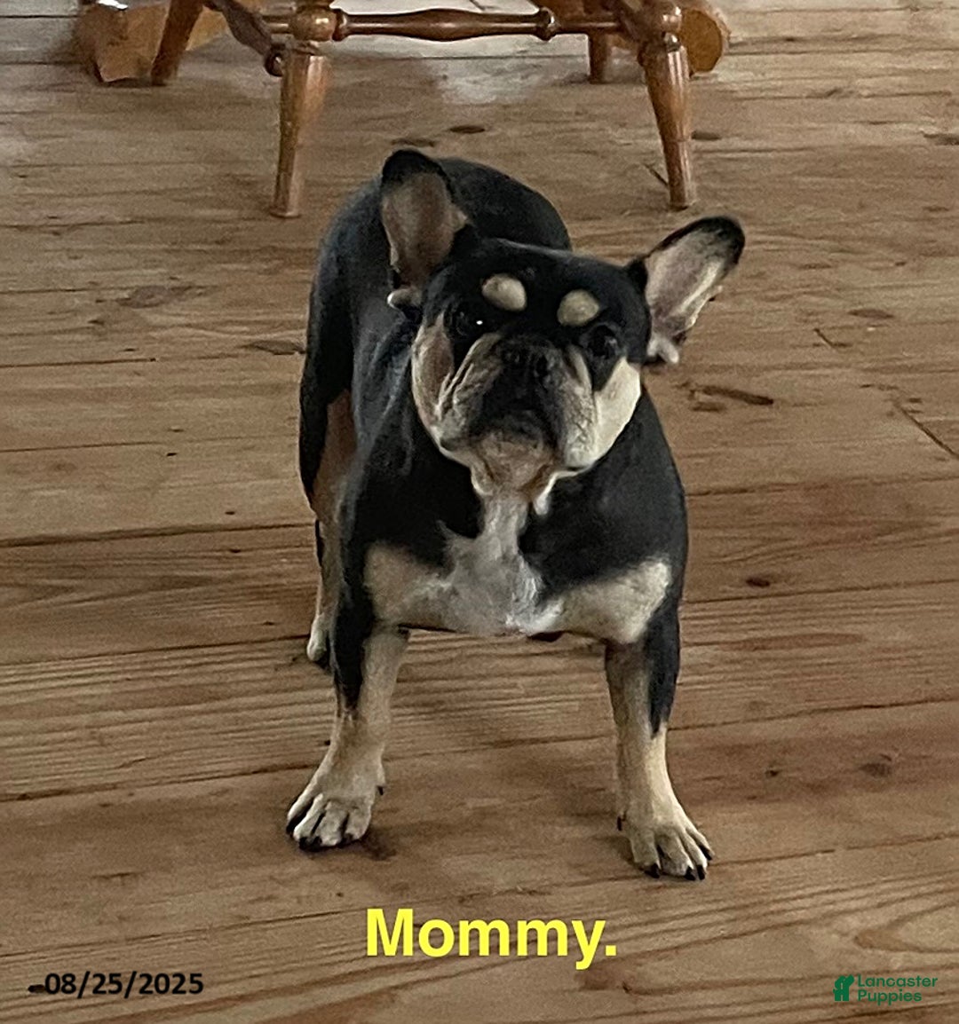 French Bulldog dogs for sale: Daisy - Ad 2