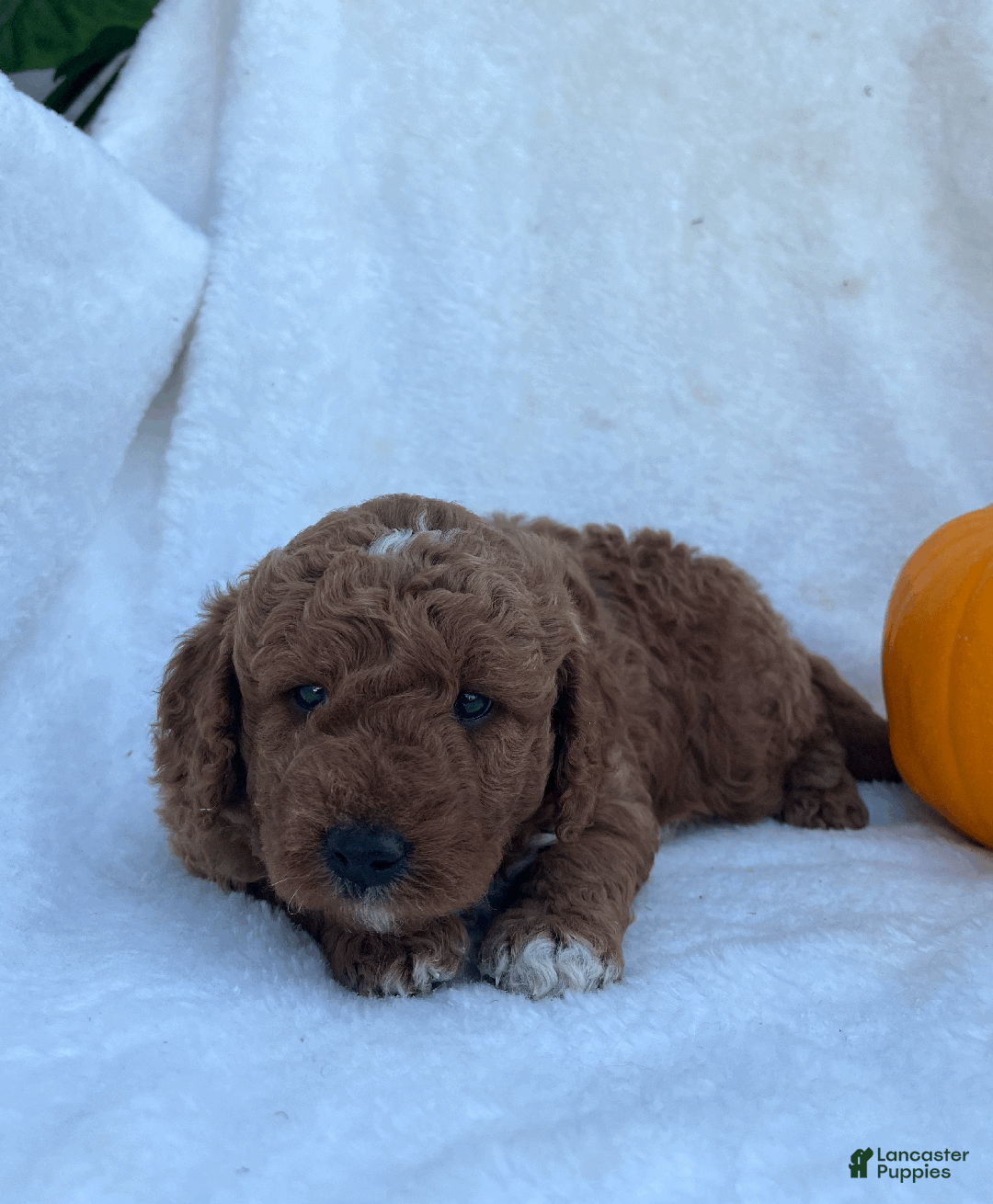 Goldendoodle dogs for sale: Jax - Ad 4