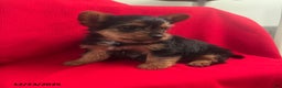 Yorkiepoo dogs for sale: Banjo - Ad 3