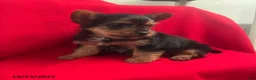 Yorkiepoo dogs for sale: Banjo - Ad 7