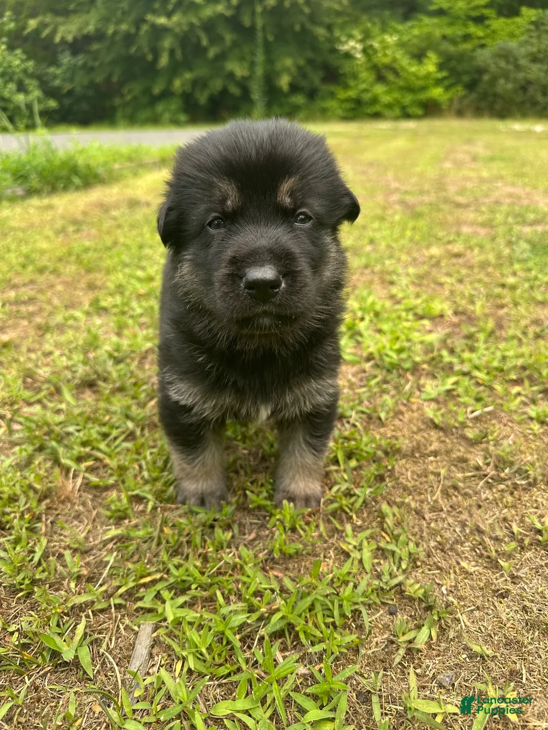 Gerberian Shepsky dogs for sale: Gerberian Shepsky 2 - Ad 2