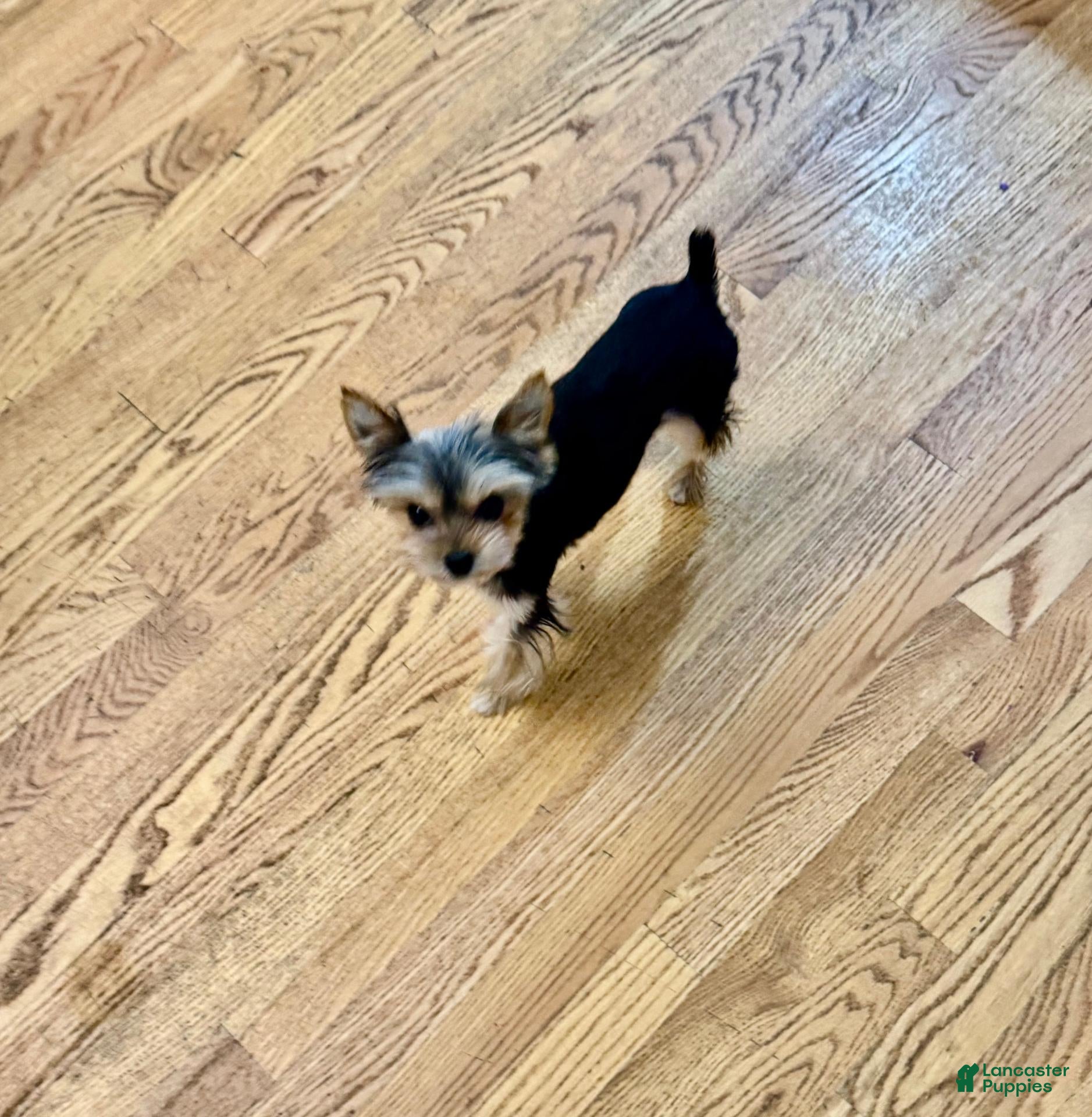 Yorkshire Terrier dogs Yorkshire Terrier 3 - Ad 2