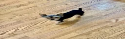 Yorkshire Terrier dogs for sale: Yorkshire Terrier 2 - Ad 3