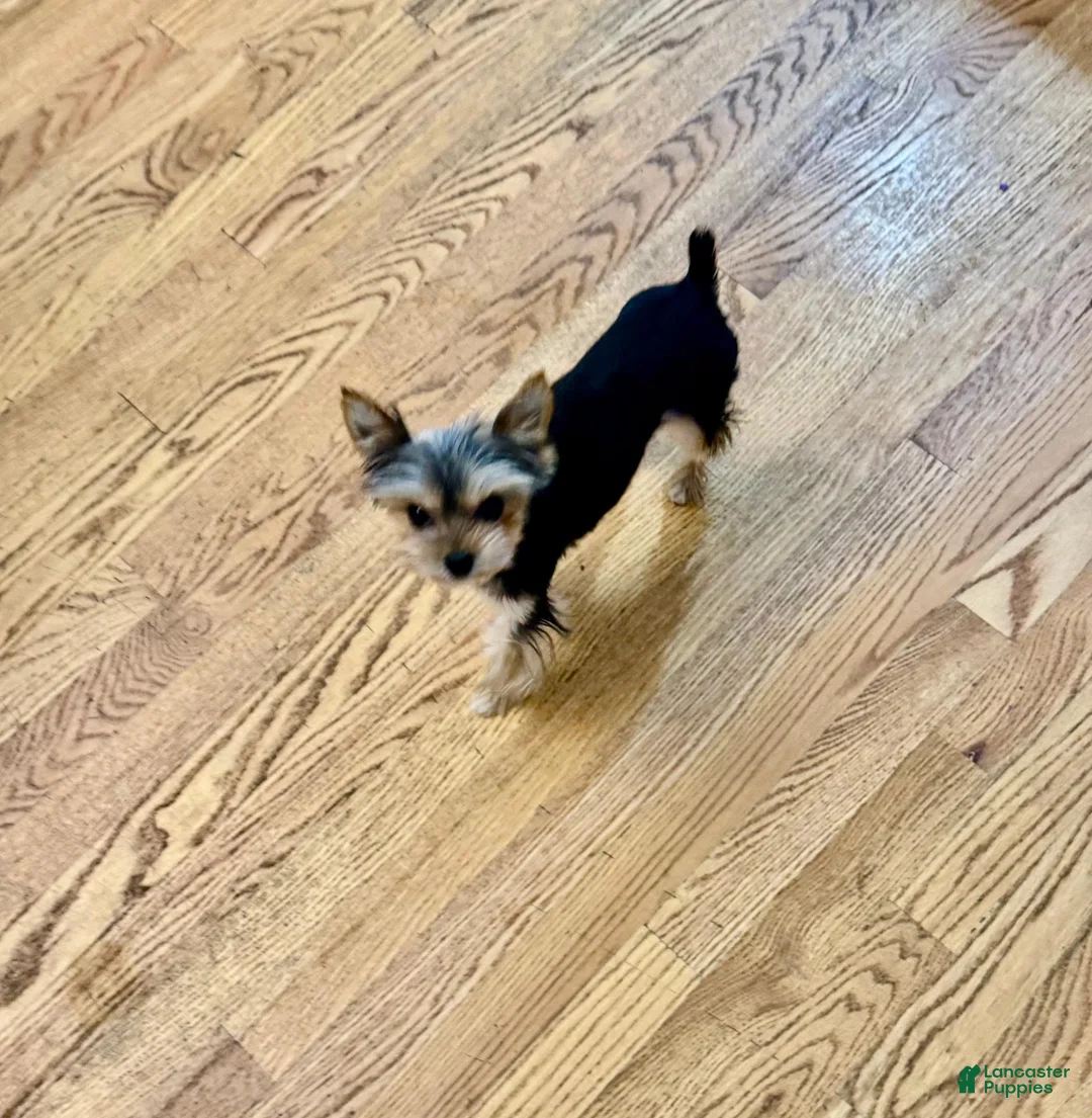 Yorkshire Terrier dogs for sale: Yorkshire Terrier 3 - Ad 2