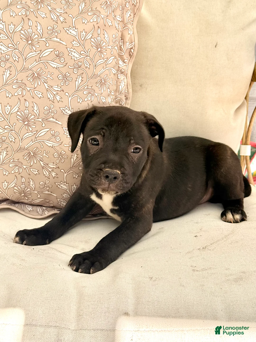 Staffordshire Bull Terrier dogs for sale: Staffordshire Bull Terrier 1 - Ad 1