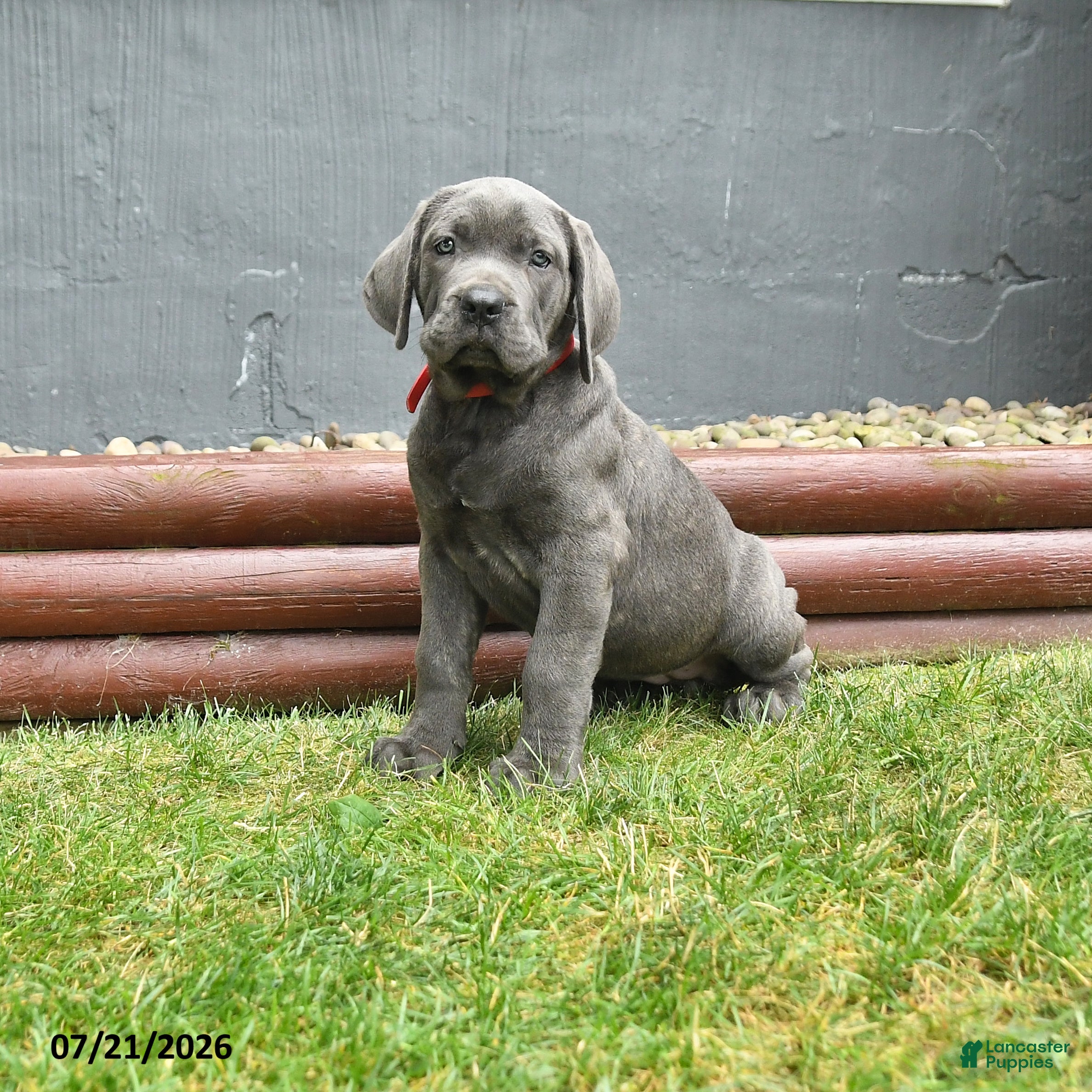 Cane Corso dogs Redwing - Ad 2
