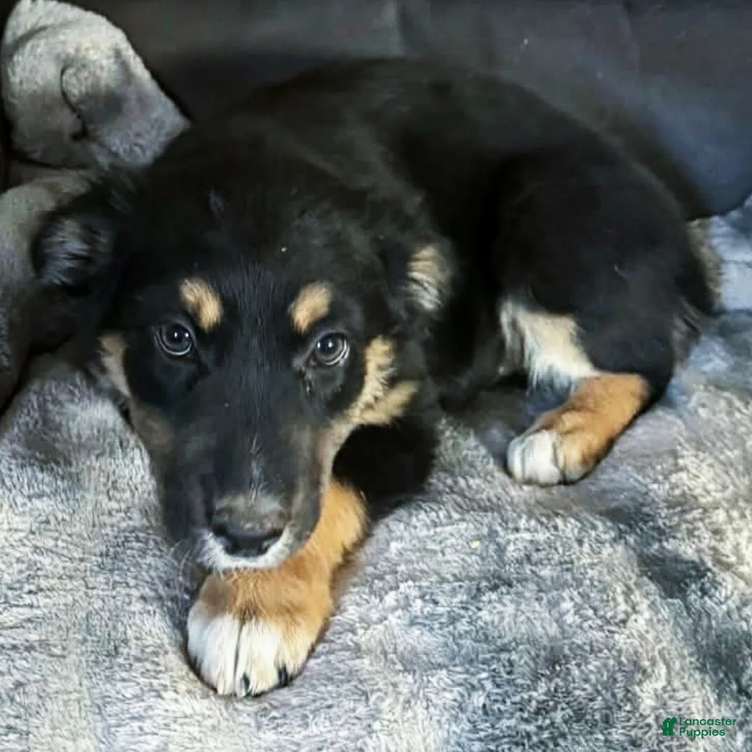 Australian Shepherd dogs for sale: Australian Shepherd Puppy 1 - Ad 1