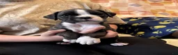 Boxer dogs for sale: Winnie - Ad 1