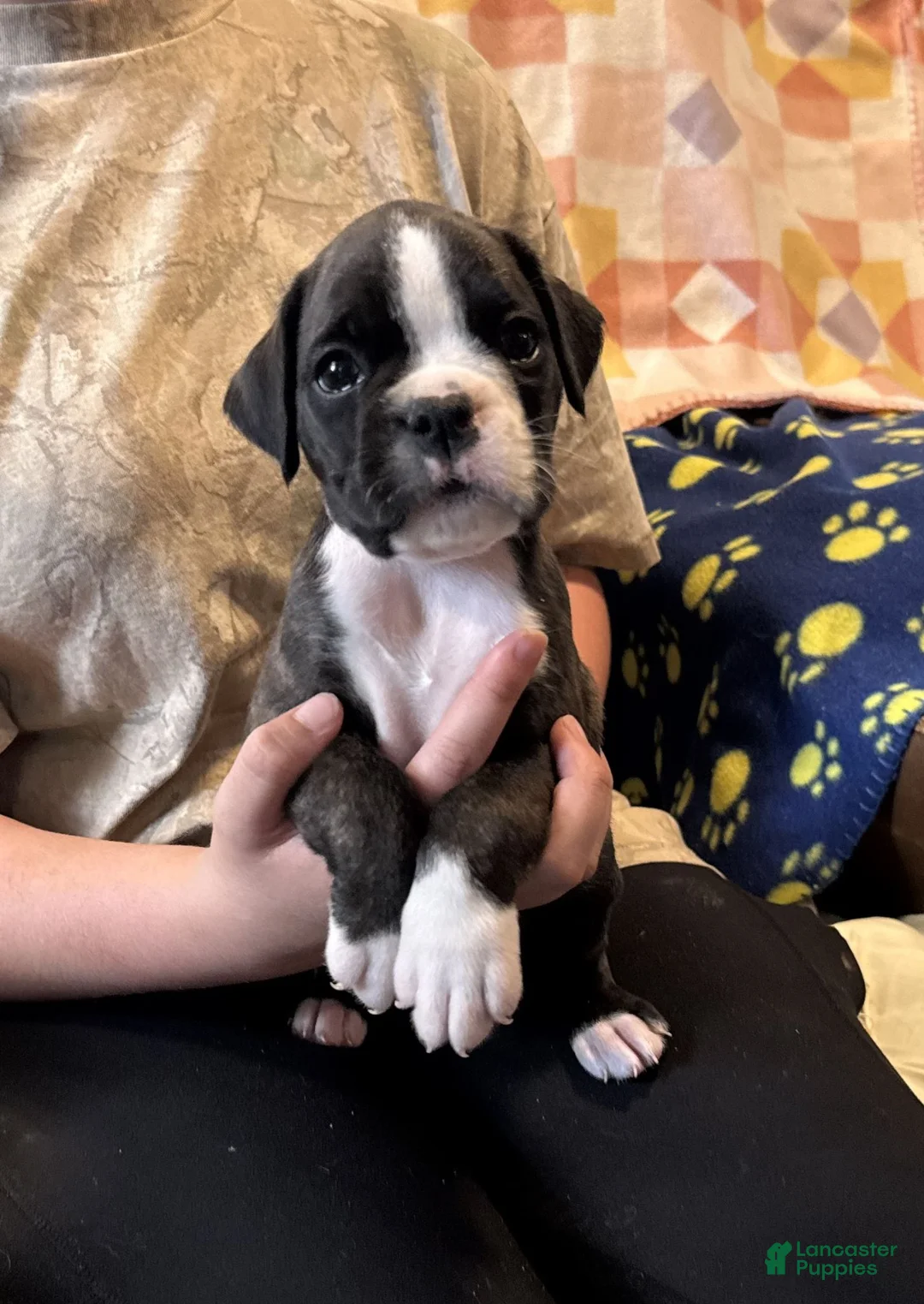 Boxer dogs for sale: Winnie - Ad 1