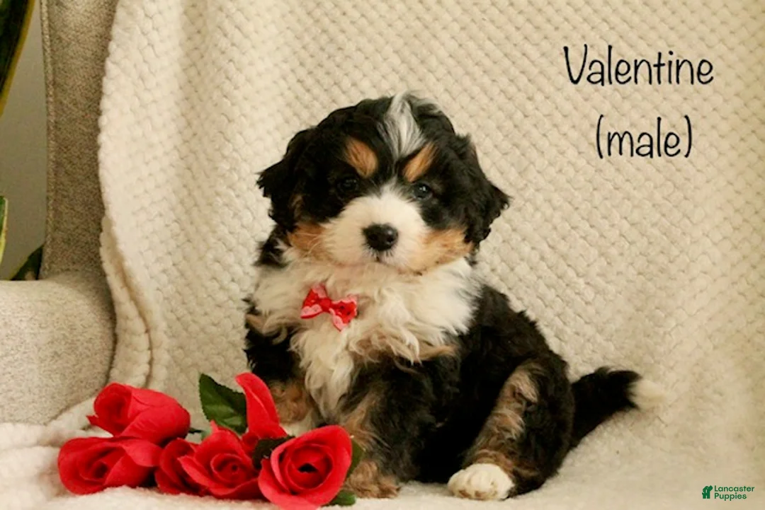 Mini Bernedoodle dogs for sale: Valentine - Ad 1