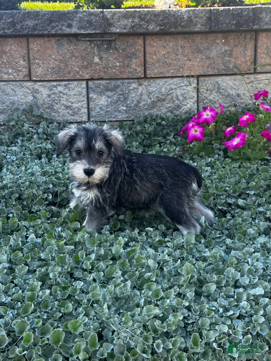 Miniature Schnauzer dogs for sale: Kally - Ad 2