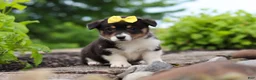 Welsh Corgi Pembroke dogs for sale: Nala - Ad 3