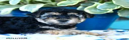 Yorkiepoo dogs for sale: Butterfly - Ad 3