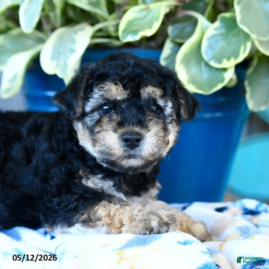 Yorkiepoo dogs for sale: Butterfly - Ad 3
