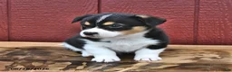 Welsh Corgi Pembroke dogs for sale: Jasper - Ad 3
