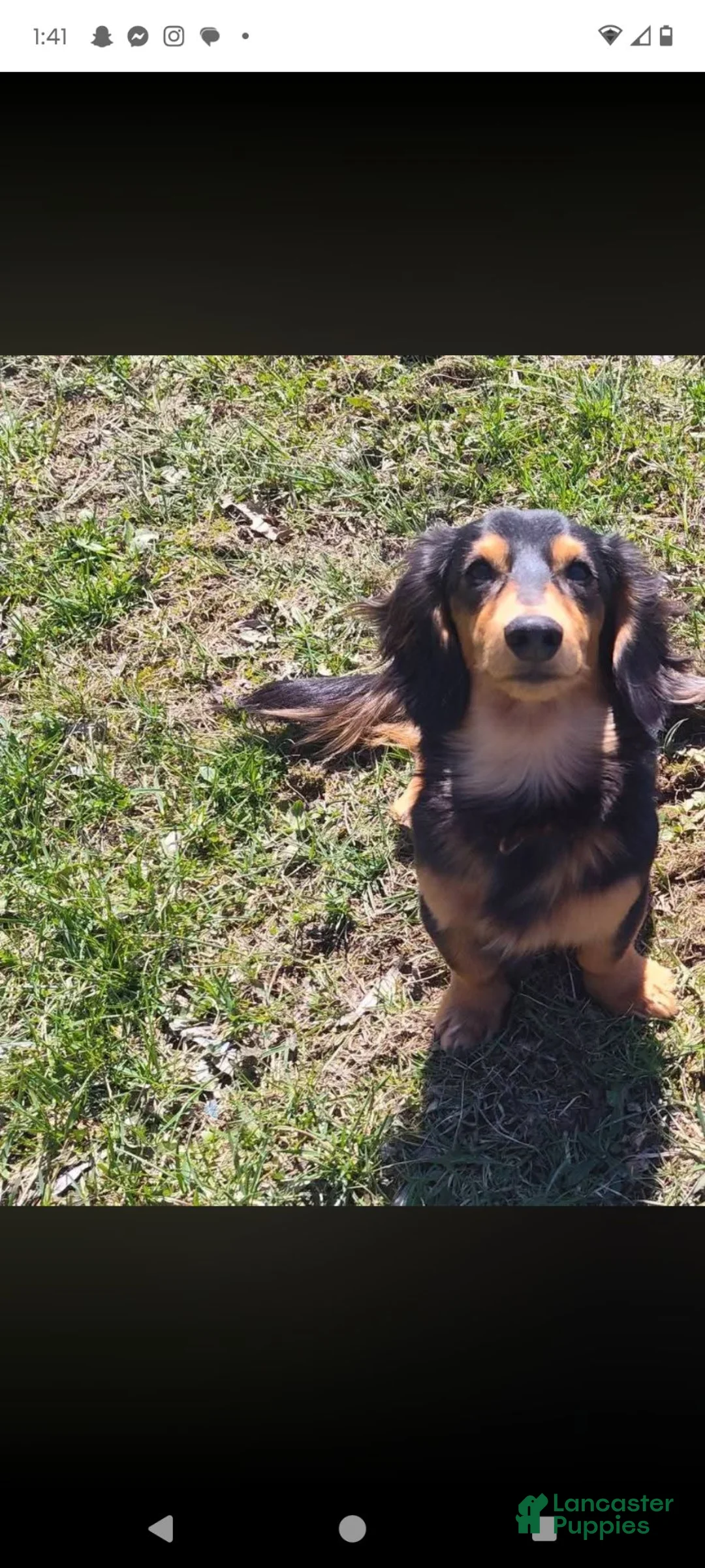 Miniature Dachshund dogs for stud: Stud service - Ad 1