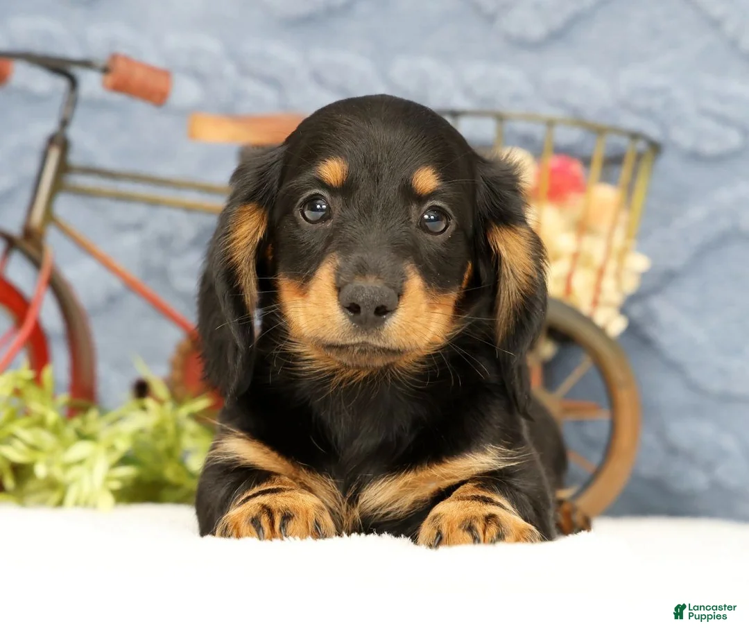 Miniature Dachshund dogs for sale: June - Ad 1